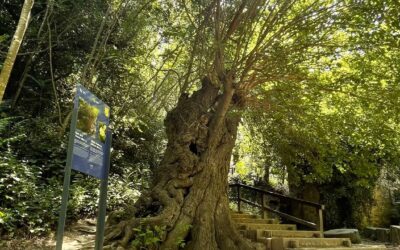 Daj svoj glas: Murva sa Skradinskog buka u konkurenciji za europsko stablo godine